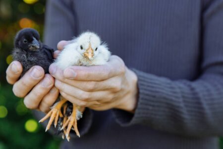 How to Sex Baby Chickens Image